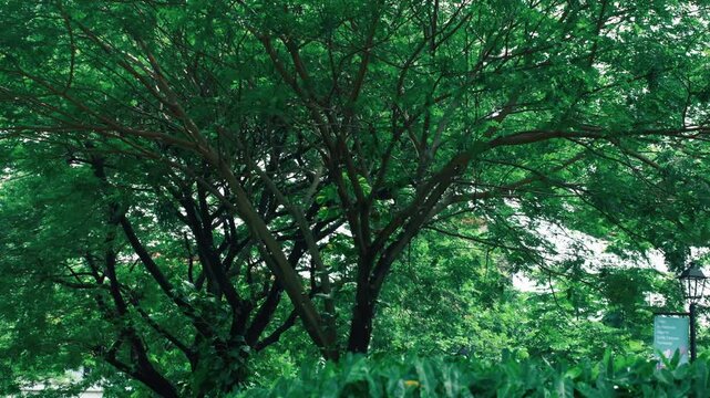 Lush Green Canopy of Trees in Nature