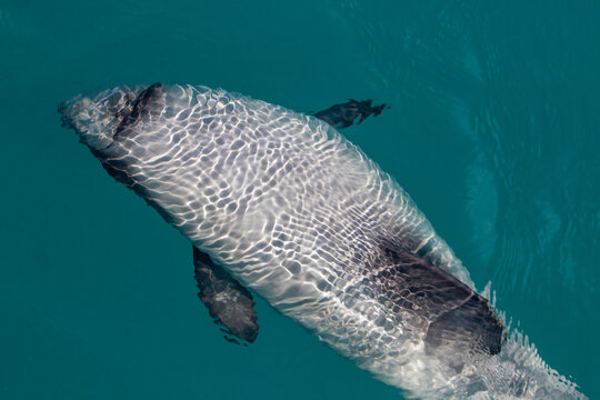 View of a Hector's dolphin swimming gracefully through clear turquoise water in New Zealand.