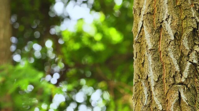Sunlit Tree Trunk Beside Bright Green Foliage Bokeh