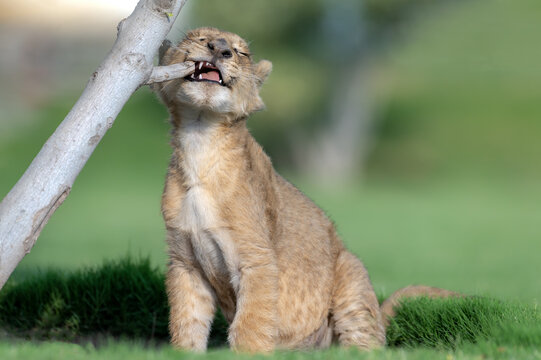 View of a lion cub biting a tree branch in a grassy field in Jahanian, Punjab, Pakistan.
