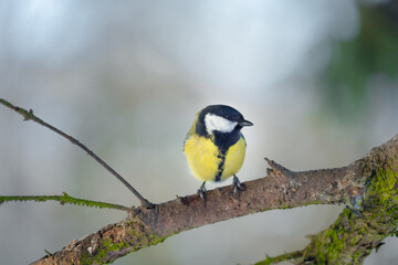 A great tit (Parus major) sat on a branch, displaying its bright yellow and black plumage at the start of the winter season. © Leka