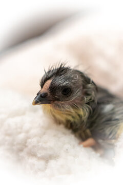 Freshly hatched baby chicken