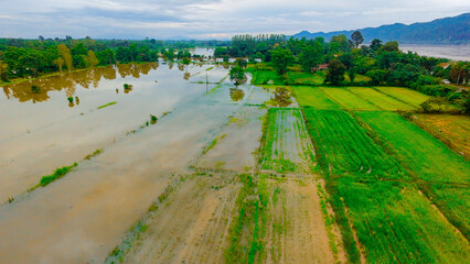 Severe environmental climate crisis causes destructive river overflow that completely submerged agricultural paddy fields and ruined seasonal food crops © Watthana Tirahimonch
