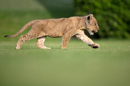 View of a young lion cub walking across a green grass field in Jahanian, Punjab, Pakistan.