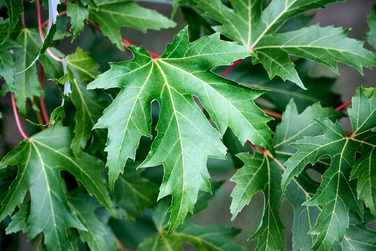 Deeply lobed green leaves of silver maple tree branch close-up. Vibrant foliage of acer saccharinum features sharp serrated tips, distinct yellow veins, prominent narrow sinuses, red stems.