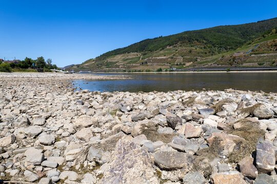 August 2026, Extremes Niedrigwasser am Mittelrhein***Der Rhein bei Trechtingshausen