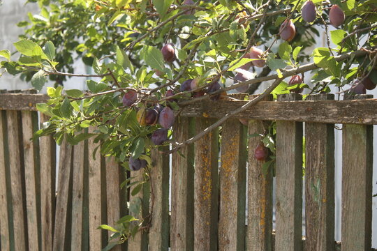 A plum tree by the fence in the village