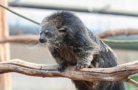 Binturong (Arctictis binturong), also known as the bearcat, in Zoo