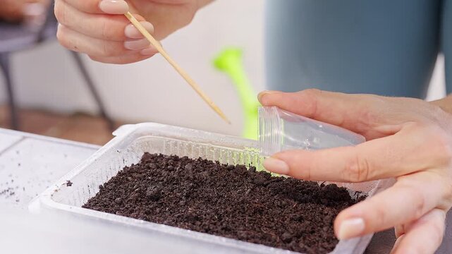 Hands planting cute seeds in soil with a wooden skewer, close-up of preparing plants for planting in a home garden to promote growth and sustainability.