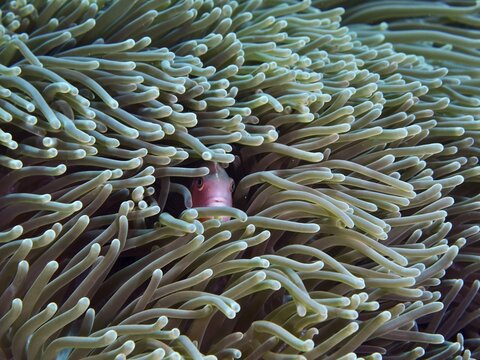 A clownfish hides amongst the tentacles of a giant anemone (Stichodactyla gigantea), Toyapakeh dive site, Nusa Ceningan, Nusa Penida, Bali, Indonesia