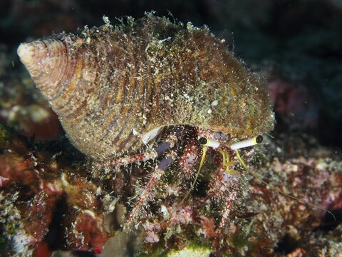 Dark-kneed hermit crab (Dardanus lagopodes) with a brown carapace on a coral-like seabed, dive site SD, Nusa Ceningan, Nusa Penida, Bali, Indonesia
