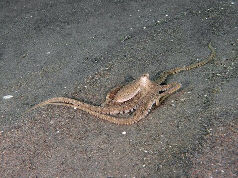 A marbled octopus (Amphioctopus aegina) moves across the dark sandy seabed, Puri Jati dive site, Umeanyar, Bali, Indonesia
