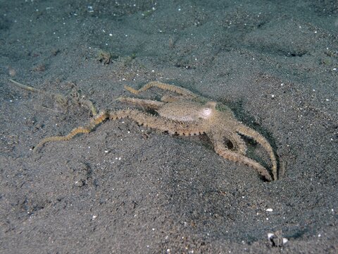 A marbled octopus (Amphioctopus aegina) sprawls out on a dark sandy seabed, Puri Jati dive site, Umeanyar, Bali, Indonesia