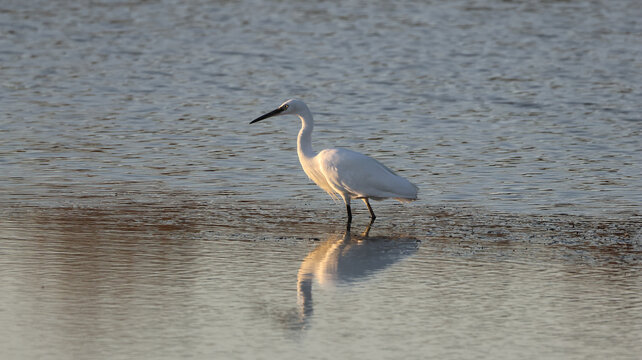 View of a white egret standing in the shallow water of the Marais salants de Guerande with its reflection visible on the calm surface in Guerande, Pays de la Loire, France.