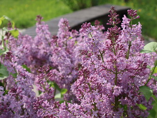 Obraz premium Blooming purple lilac bush in a sunny park with a wooden bench in the background
