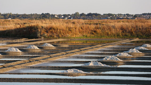View of the salt piles in the Marais salants de Guerande with shallow water basins and golden grasses under a clear sky in Guerande, Pays de la Loire, France.