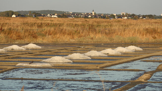 View of the Marais salants de Guerande with piles of harvested salt, dry vegetation, and the historic town of Guerande in the background, Guerande, Pays de la Loire, France.