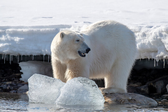 An adult male polar bear, Ursus maritimus, standing in shallow arctic water with small iceberg chunks at the ice edge in Svalbard Norway.
