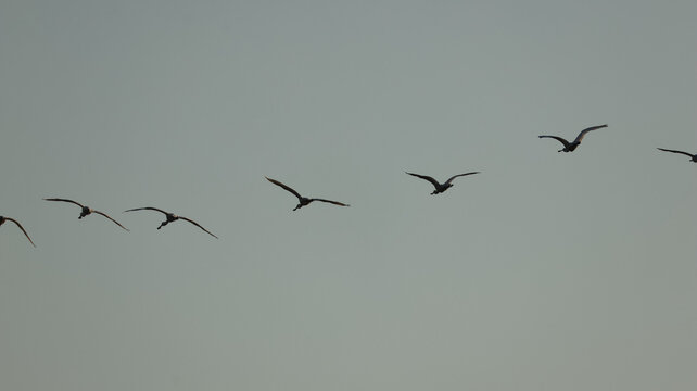 View of a flock of birds flying in formation over the Marais salants de Guerande, Guerande, Pays de la Loire, France.