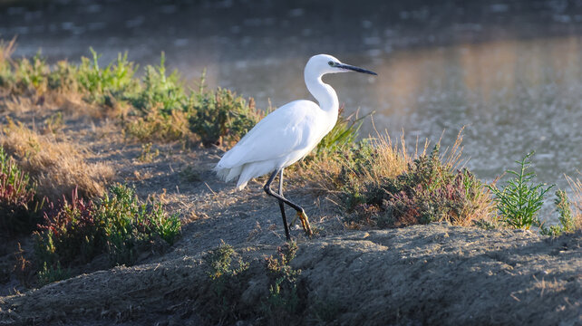 View of a white little egret standing on the muddy bank of the Marais salants de Guerande, surrounded by low-lying vegetation and calm water in Guerande, Pays de la Loire, France.