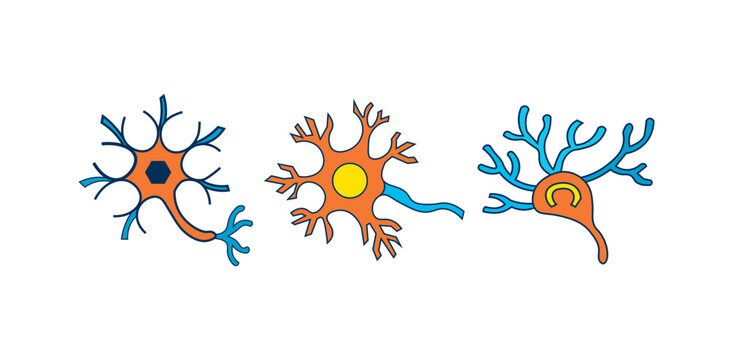 Human Neuron Cell Vector Illustration Set,  Anatomy Concept Vector and Biological Neural Network and Synapse Collection Isolated on White Background.
