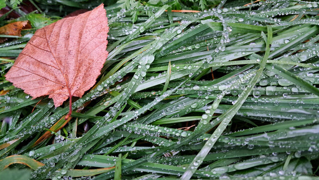 Close-up of dew-covered grass blades with autumn leaf