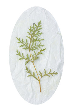 Pressed mugwort leaf on crumpled oval tissue paper isolated on transparent background