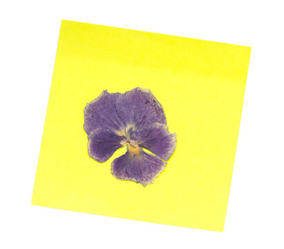 dried pansy, viola on yellow sticky note isolated on transparent background.