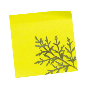 Dried mugwort leaf on yellow note paper isolated on transparent background.