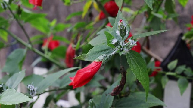 Close up of a wax mallow plant, also known as turk's cap hibiscus, heavily infested with white mealybugs, common garden pests feeding on the green leaves and unopened red flower buds