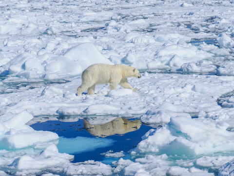 Polar bear (Ursus maritimus) walking on sea ice with water reflection