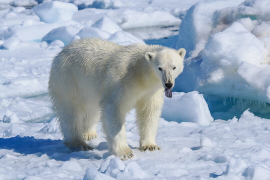 Polar bear (Ursus maritimus) walking on sea ice in Arctic