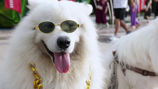 Amusing white samoyed dog wearing sunglasses and a gold chain necklace panting with its tongue out in a public park, presenting a cool and humorous character portrait with a stylish canine