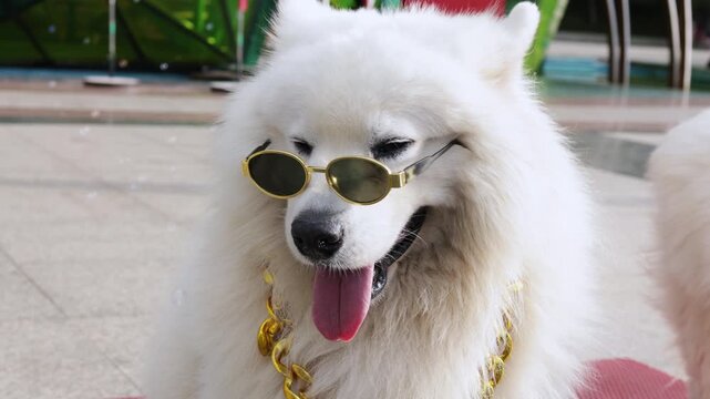 Funny white samoyed dog wearing cool sunglasses and a big gold chain. The stylish pet is panting with its tongue out, presenting a humorous and trendy hip hop celebrity or rapper concept