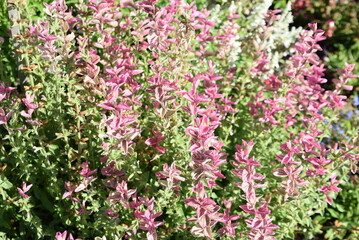 Pentas lanceolata en été au jardin © JFBRUNEAU