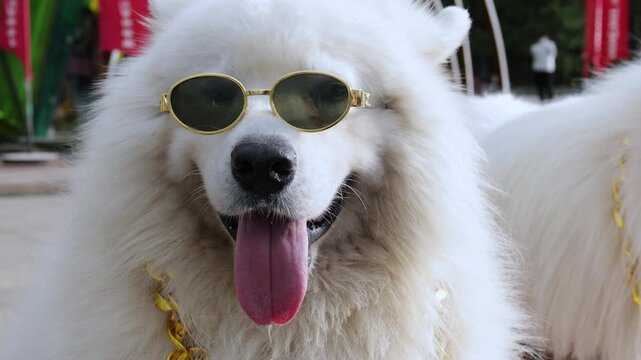 Adorable samoyed dog wearing sunglasses and a gold chain, looking directly at the camera with its tongue out. This fluffy, funny pet embodies a hip hop style with a humorous and trendy attitude