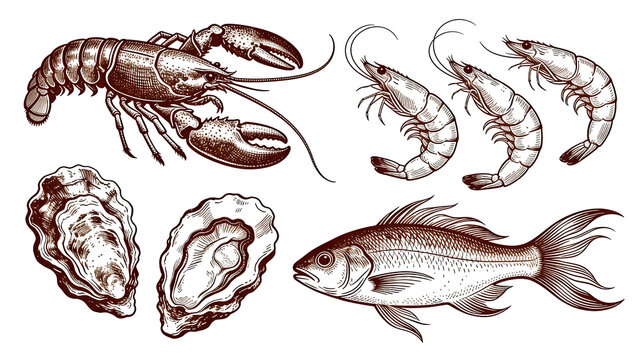 Vintage seafood collection with lobster, shrimp, oysters and fish hand drawn engraving, isolate