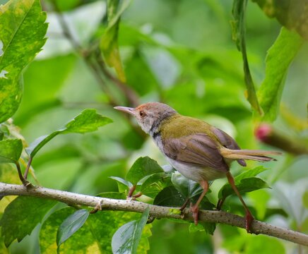 Profile of Common Tailorbird (Orthotomus sutorius) perched on a leafy green branch
