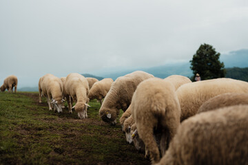 Obraz premium A flock of sheep grazing on a grassy hill under a cloudy sky with mountains and a tree in the background.