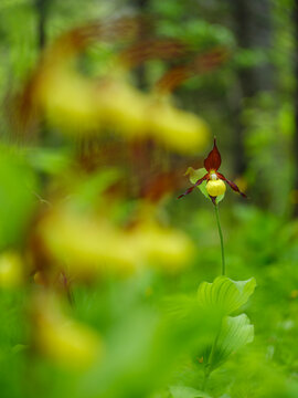 Lady's slipper orchid (Cypripedium calceolus) blooms in a dense forest, embodying nature exploration and wild adventure in the Julian Alps, Tarvisio, Italy. 