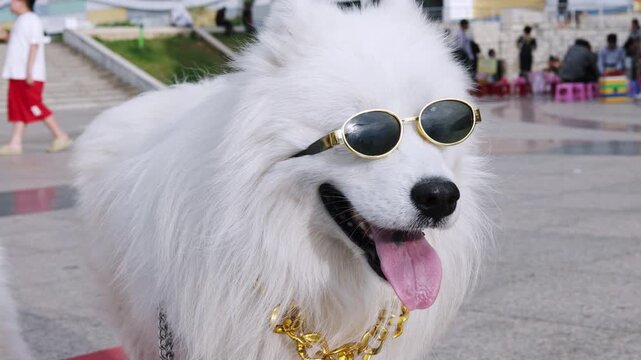 Funny samoyed dog wearing stylish sunglasses and a golden chain is panting with its tongue out while looking around an urban square, representing a cool pet and hip hop animal humor