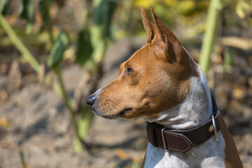 Close up side profile portrait of a Basenji dog wearing leather collar. © Roman Bjuty