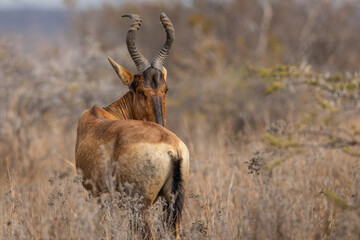 A red hartebeest (Alcelaphus buselaphus caama) standing with its head turned to the side © Tyrone