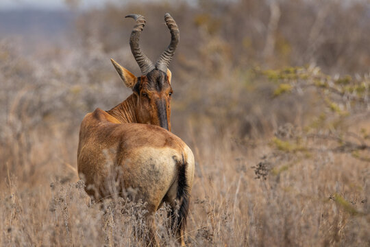 A red hartebeest (Alcelaphus buselaphus caama) standing with its head turned to the side