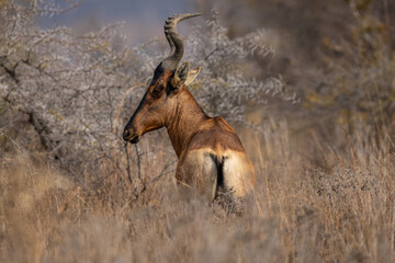 A red hartebeest (Alcelaphus buselaphus caama) standing with its head turned to the side © Tyrone