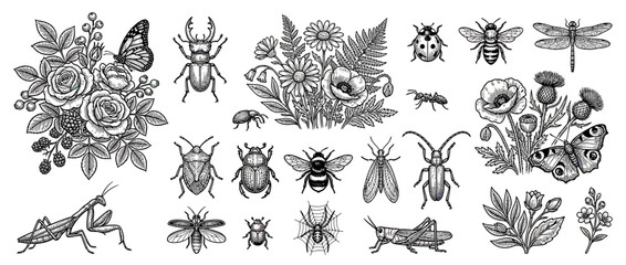 Fototapeta premium Vintage Insect and Floral Illustrations Collection