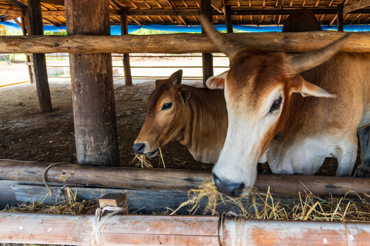 Horned cattle eating hay inside a rustic wooden shelter, showcasing livestock farming, animal husbandry, agriculture and rural life