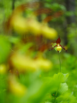 Lady's slipper orchid (Cypripedium calceolus) blooms in a dense forest, embodying nature exploration and wild adventure in the Julian Alps, Tarvisio, Italy. 