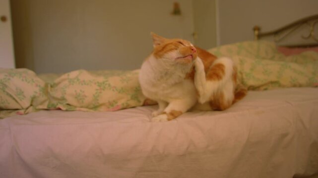 Ginger cat with fleas scratching ear