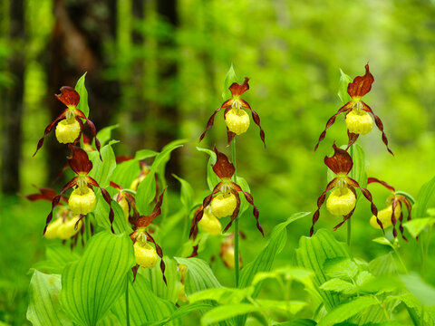 Lady's slipper orchids (Cypripedium calceolus) bloom in a forest, representing rare nature exploration and botanical tourism, showcased in Julian Alps, Tarvisio, Italy, an idyllic outdoor habitat zon.